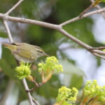 bird-k-20250425