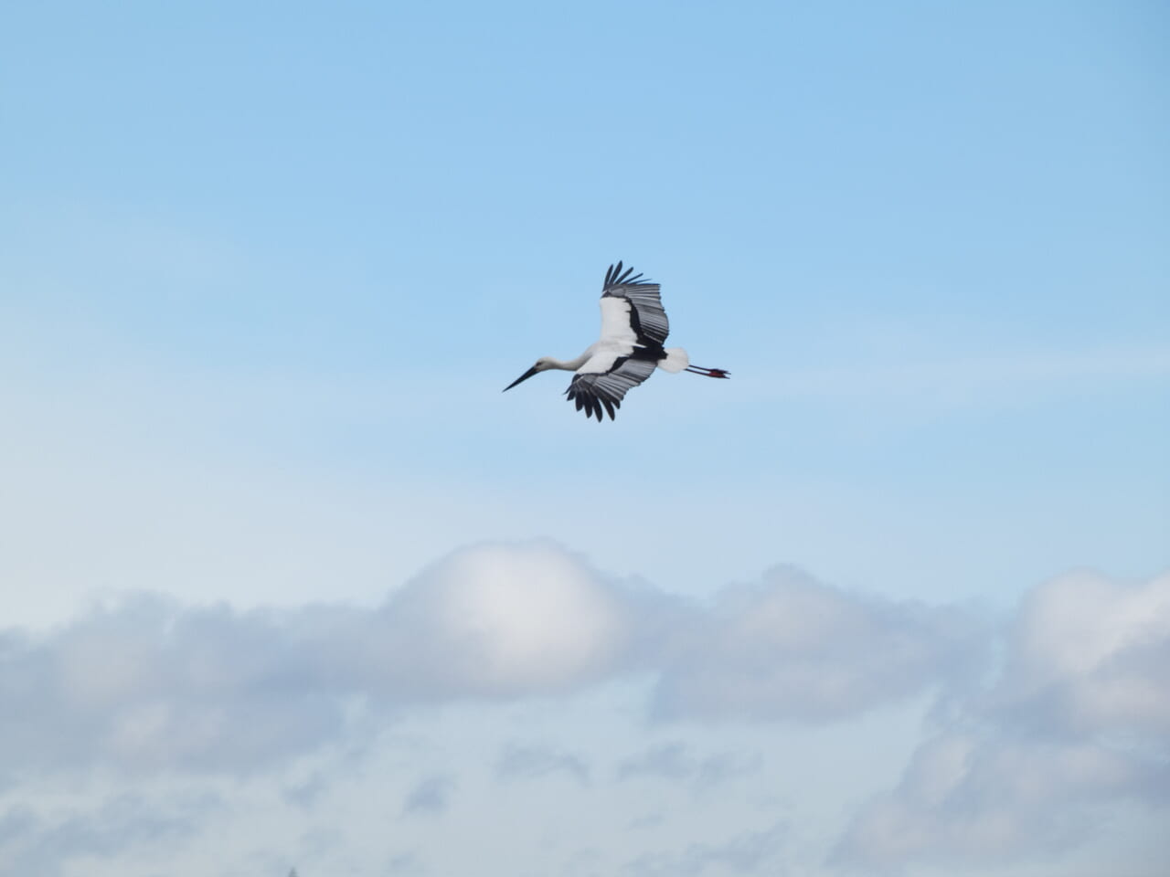 コウノトリの飛翔