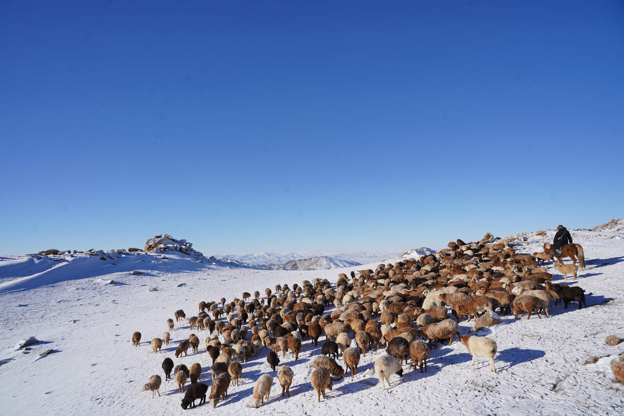 写真13　冬のヒツジ・ヤギの放牧の様子。通年冷涼な環境下にある。