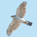 bird-k-20241116