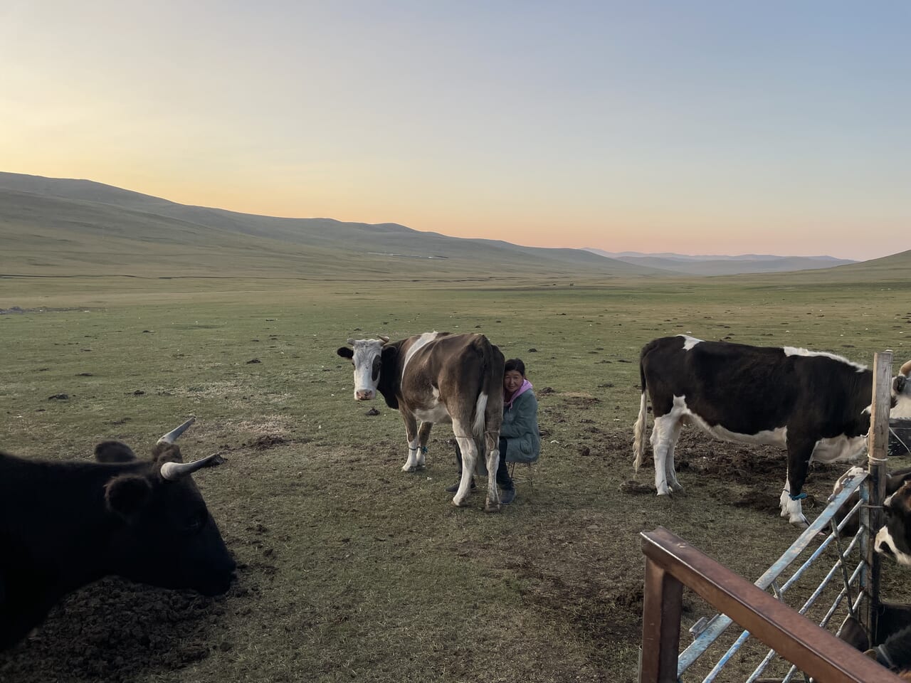 モンゴル・牛の乳搾り