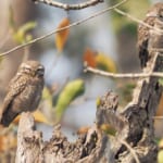 日中は眠そうなコキンメフクロウ（内藤暁様提供）