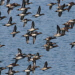 jp-bird-281