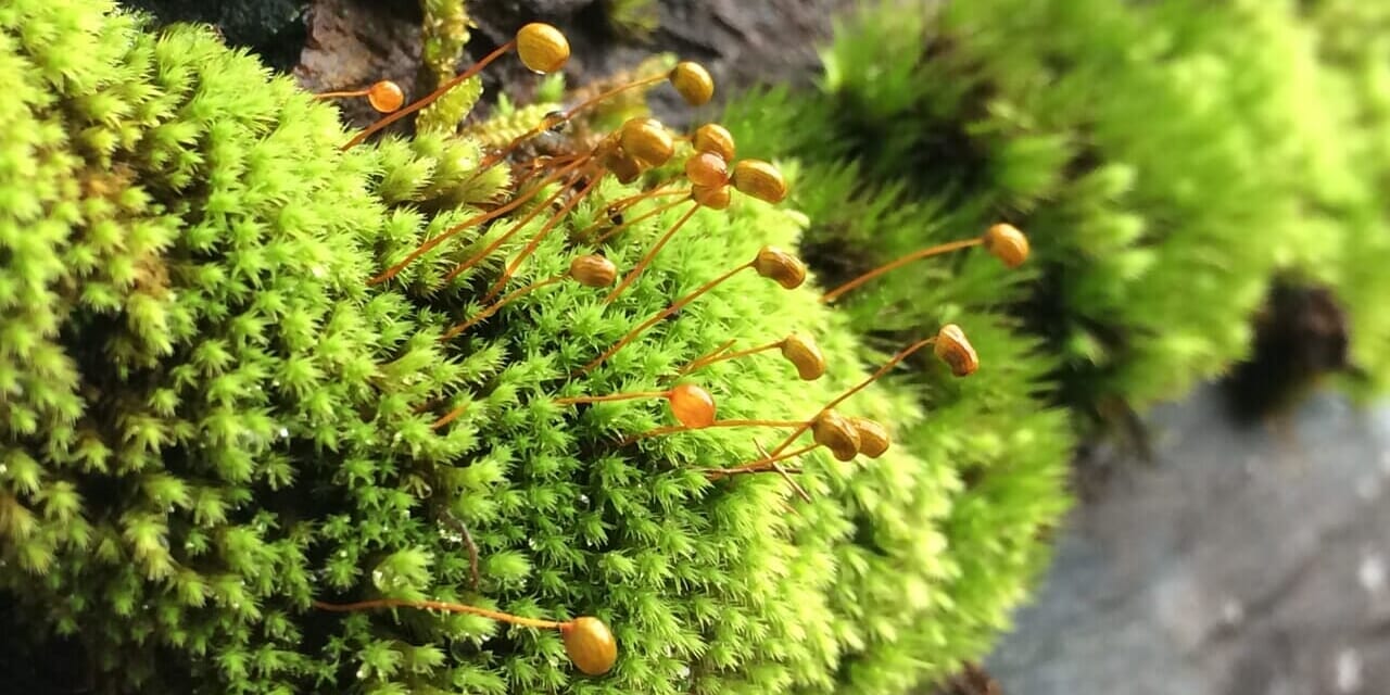 oz-d-yakushima-ohara1