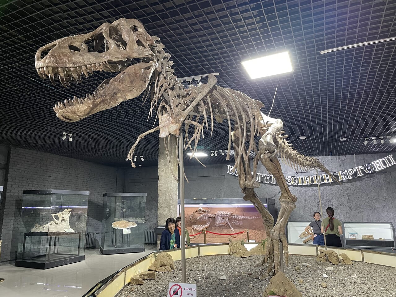 モンゴル自然史博物館の恐竜骨格標本