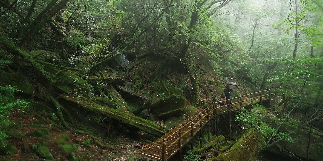 oz-d-yakushima-ohara3