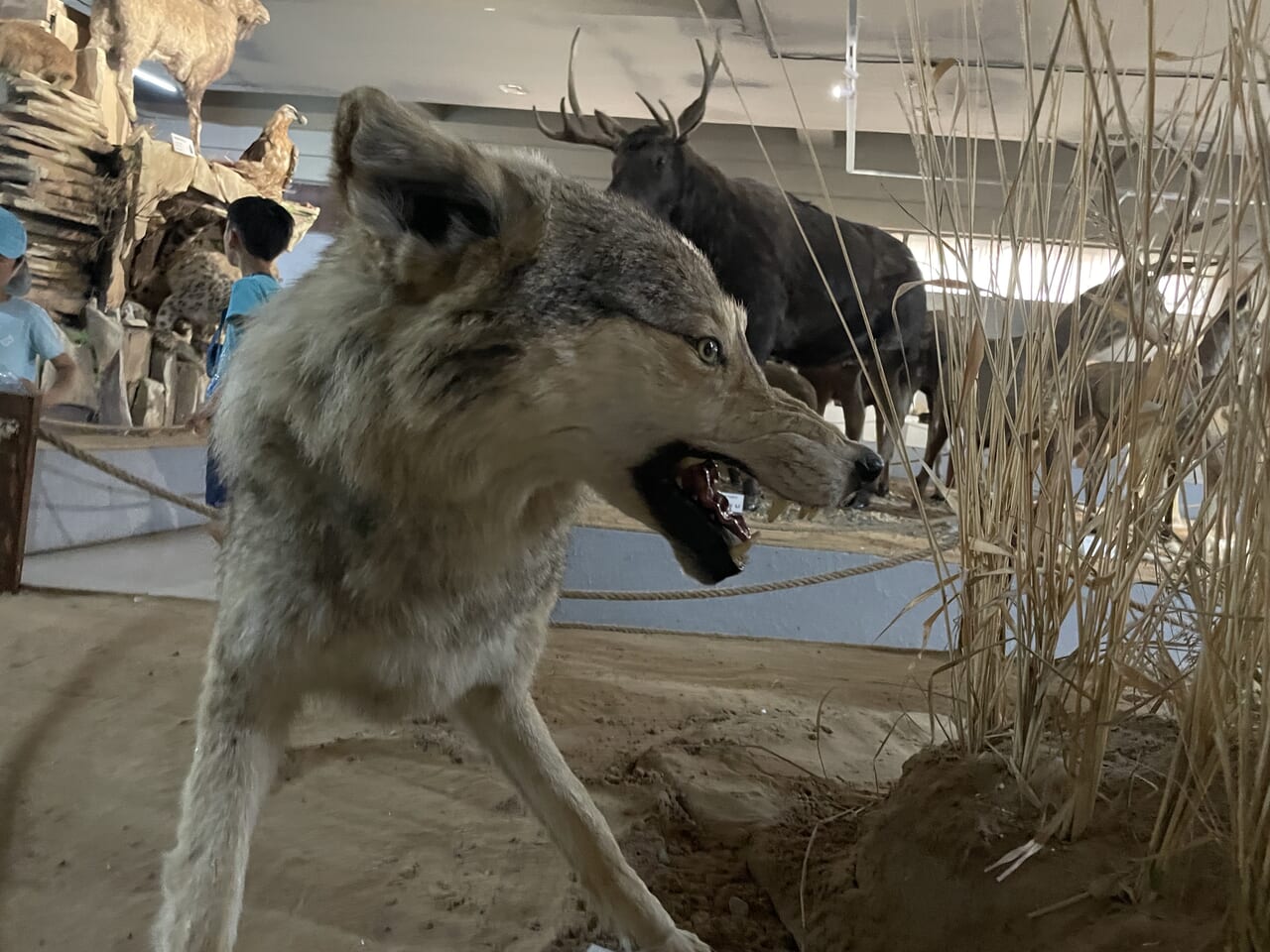 自然史博物館にてオオカミ