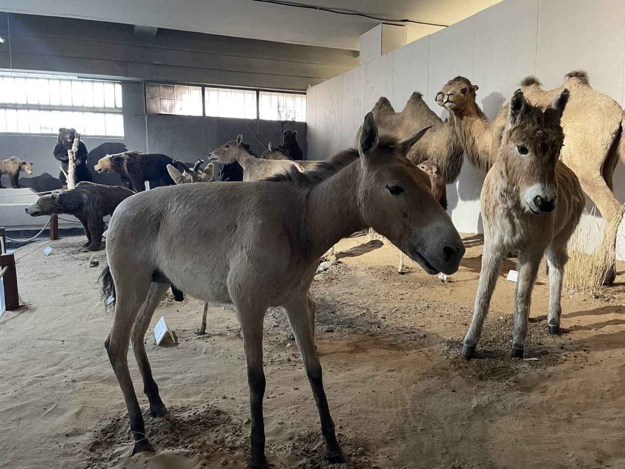 自然史博物館にてモウコノウマ