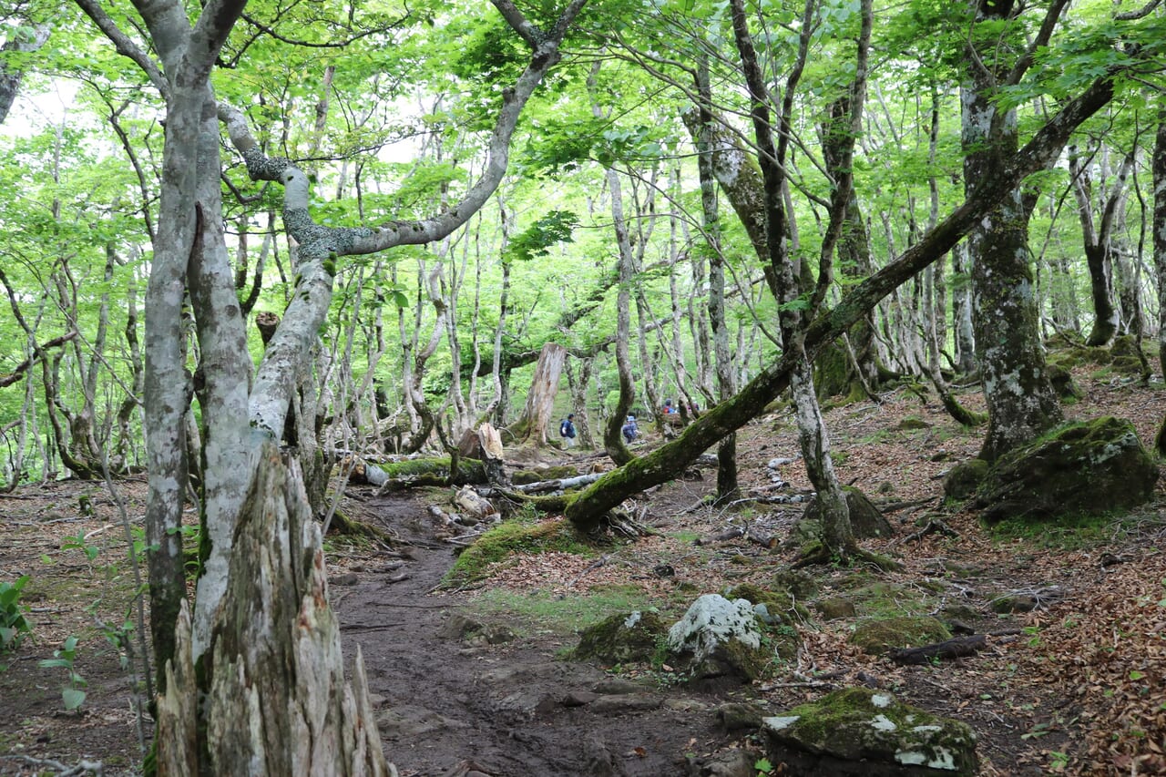 ブナの原生林を行く