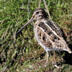 jp-bird-286