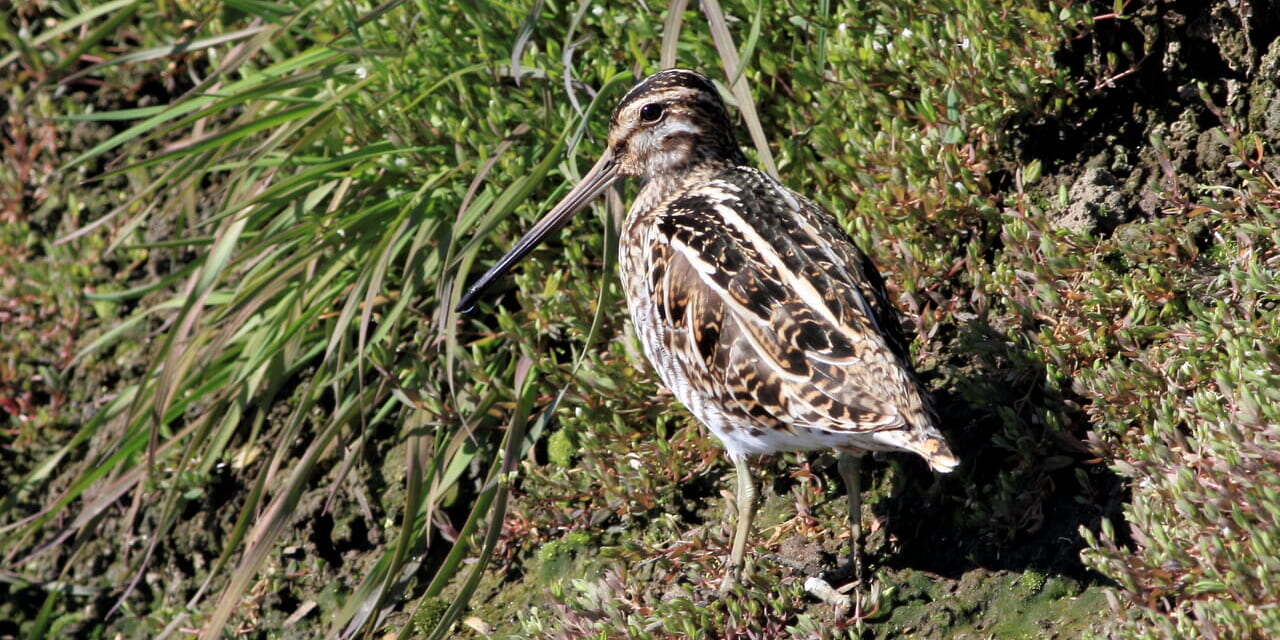 jp-bird-286