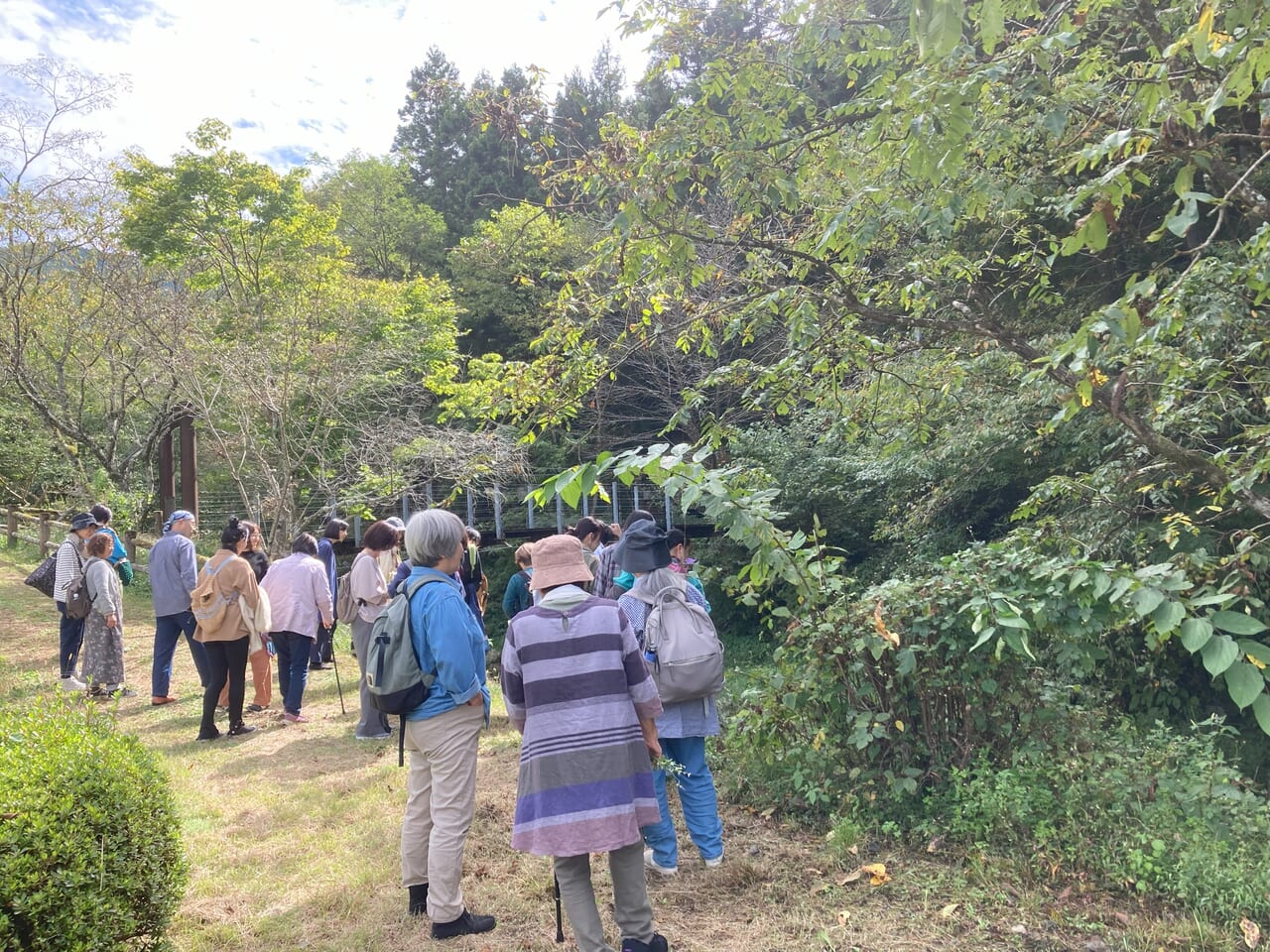 農村センター近辺の野草を観察