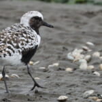 bird-k-20250420