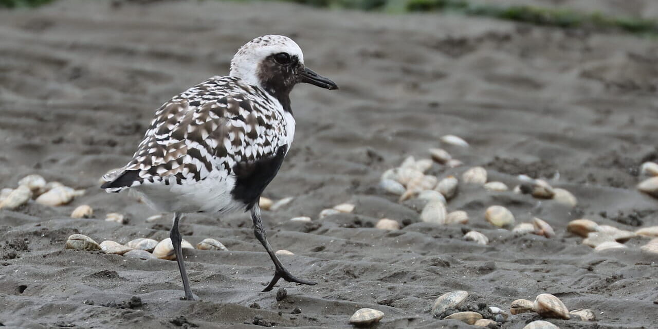 bird-k-20250420