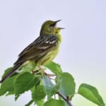 jp-bird-273