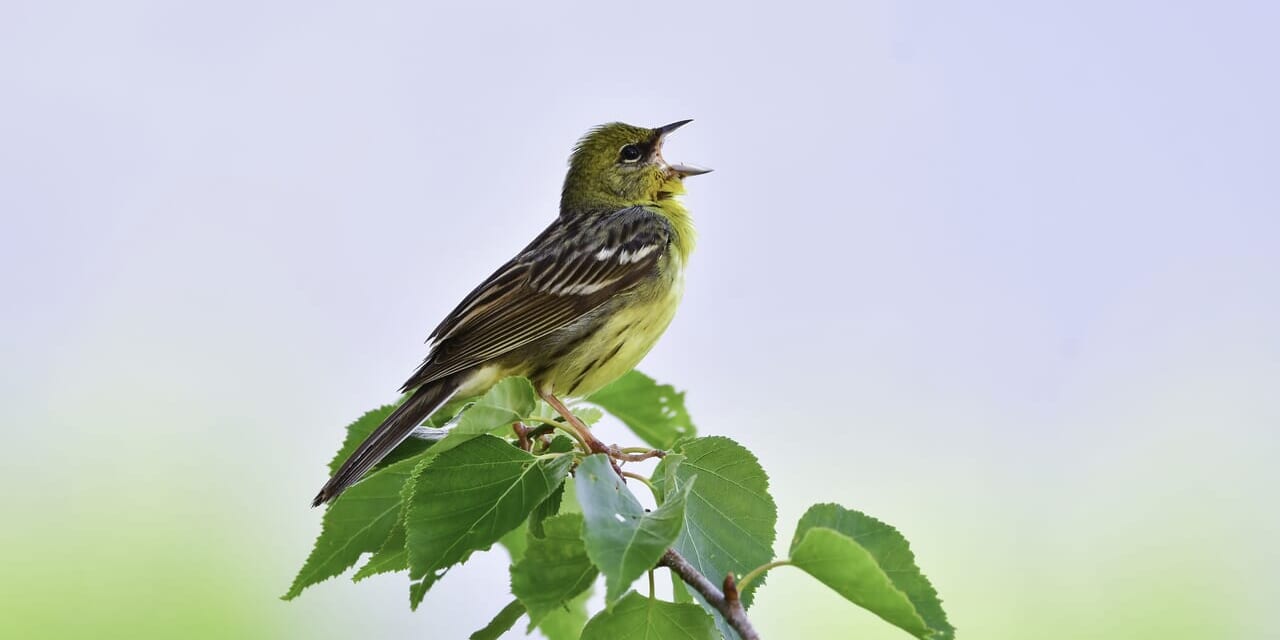 jp-bird-273