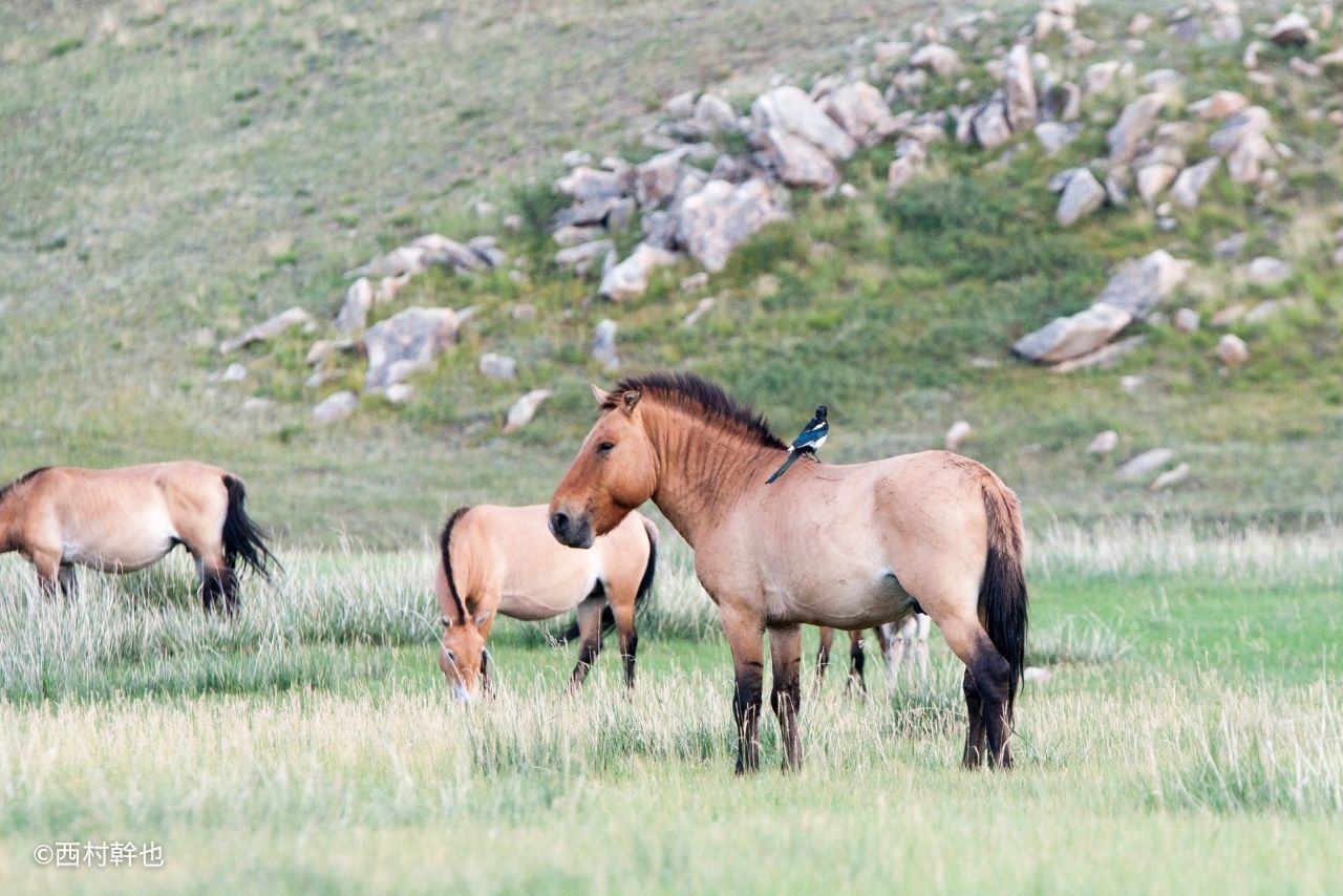 ホスタイ国立公園でモンゴル原産馬「タヒ」に出会う