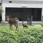 道で出会った親子鹿