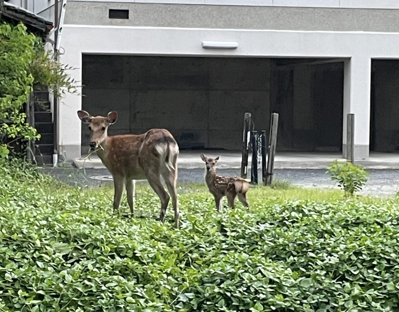 道でよく会う親子鹿