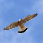 jp-bird-278