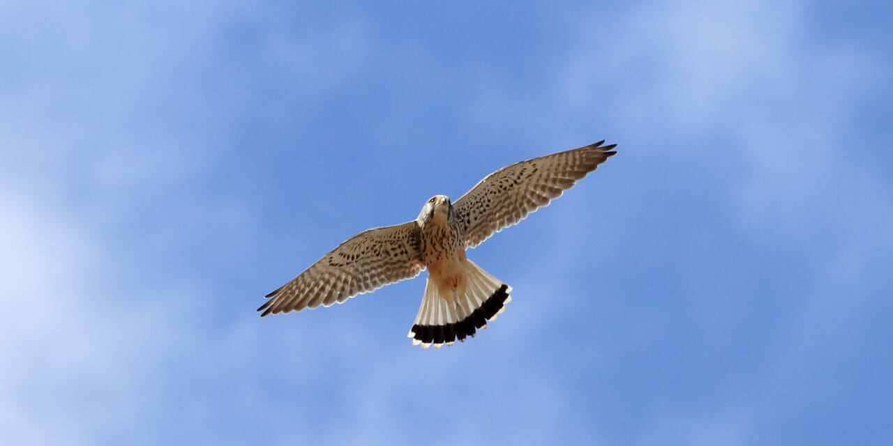 jp-bird-278