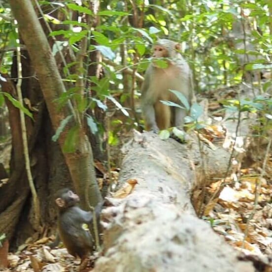 ラワチャラ国立公園（Lawachara national park）