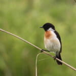 bird-k-20241002