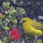 ha-bird-02