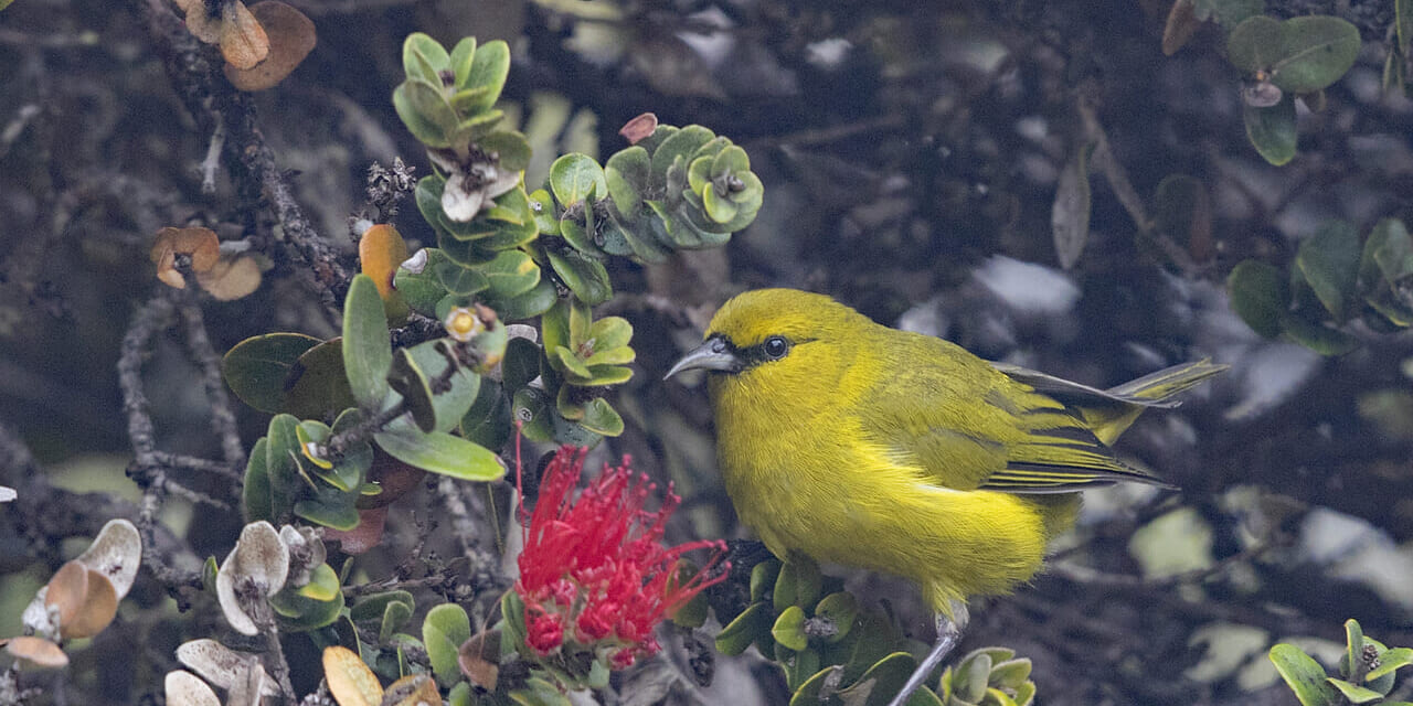 ha-bird-02