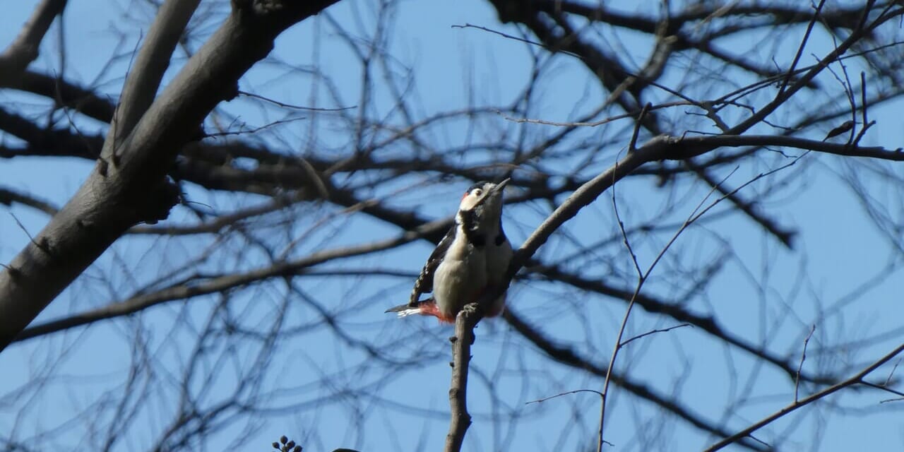 アカゲラ