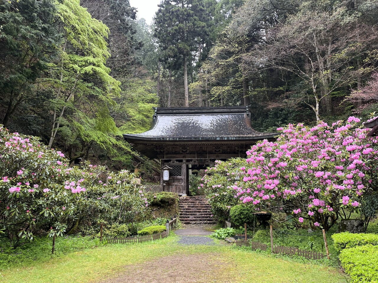 花と緑に迎えられて山門をくぐると幽玄の世界が始まる（志明院）