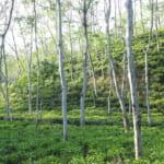 国内最大の茶畑を擁し、アッサムと連なる丘陵地帯