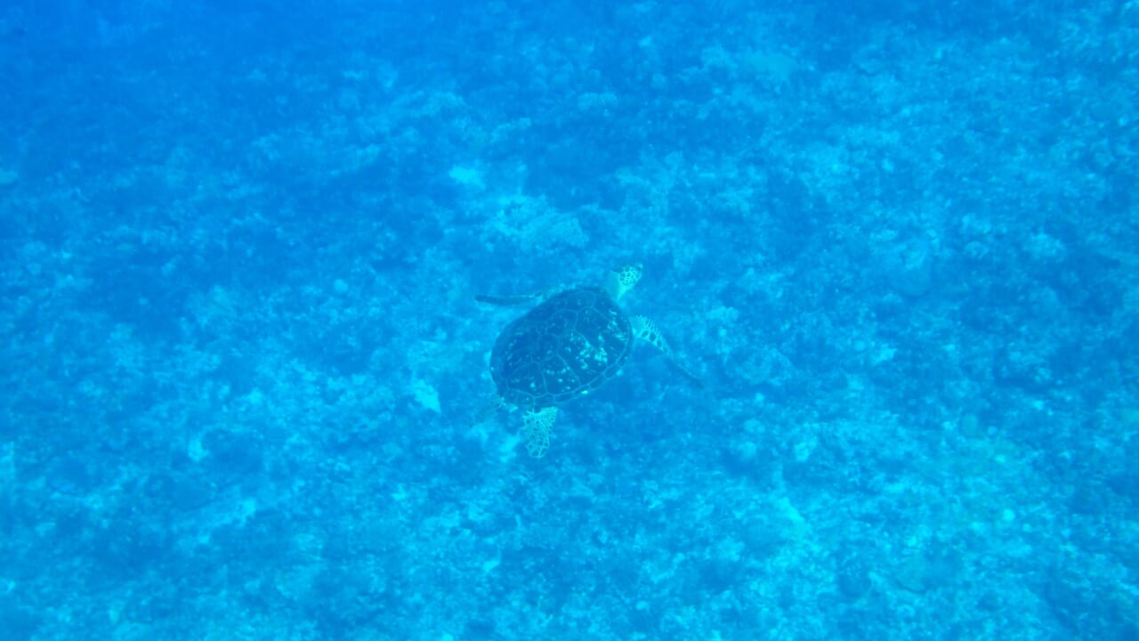 澄みきった海でウミガメを発見