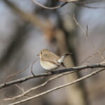 jp-bird-282