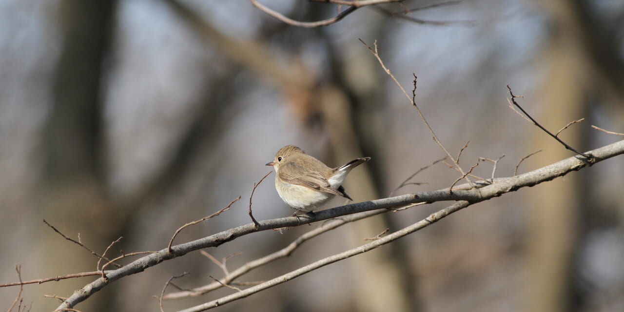 jp-bird-282