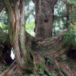 oz-d-ohara-sugi-kikaku24-1