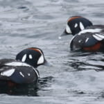 bird-k-20250118