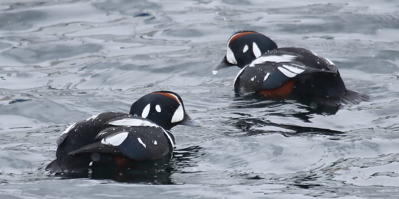 bird-k-20250118