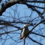 jp-bird-300