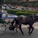 モロッコで初馬車
