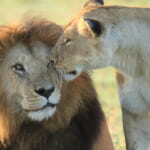 kenya-sp-01