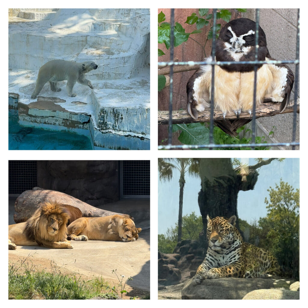 懐かしのホッキョクグマとの再会