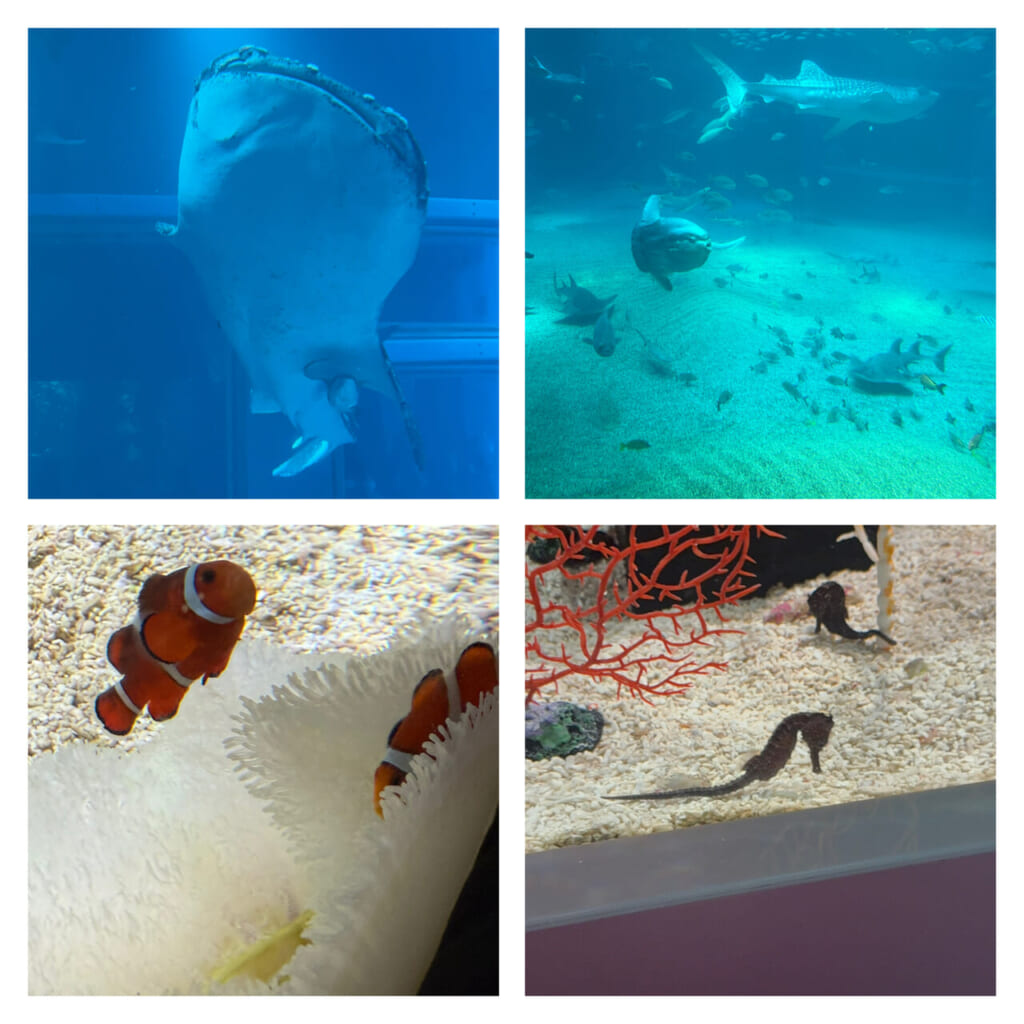 海の中の世界へ