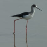 bird-k-20251018