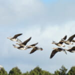 jp-bird-294