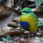 vn-bird-01