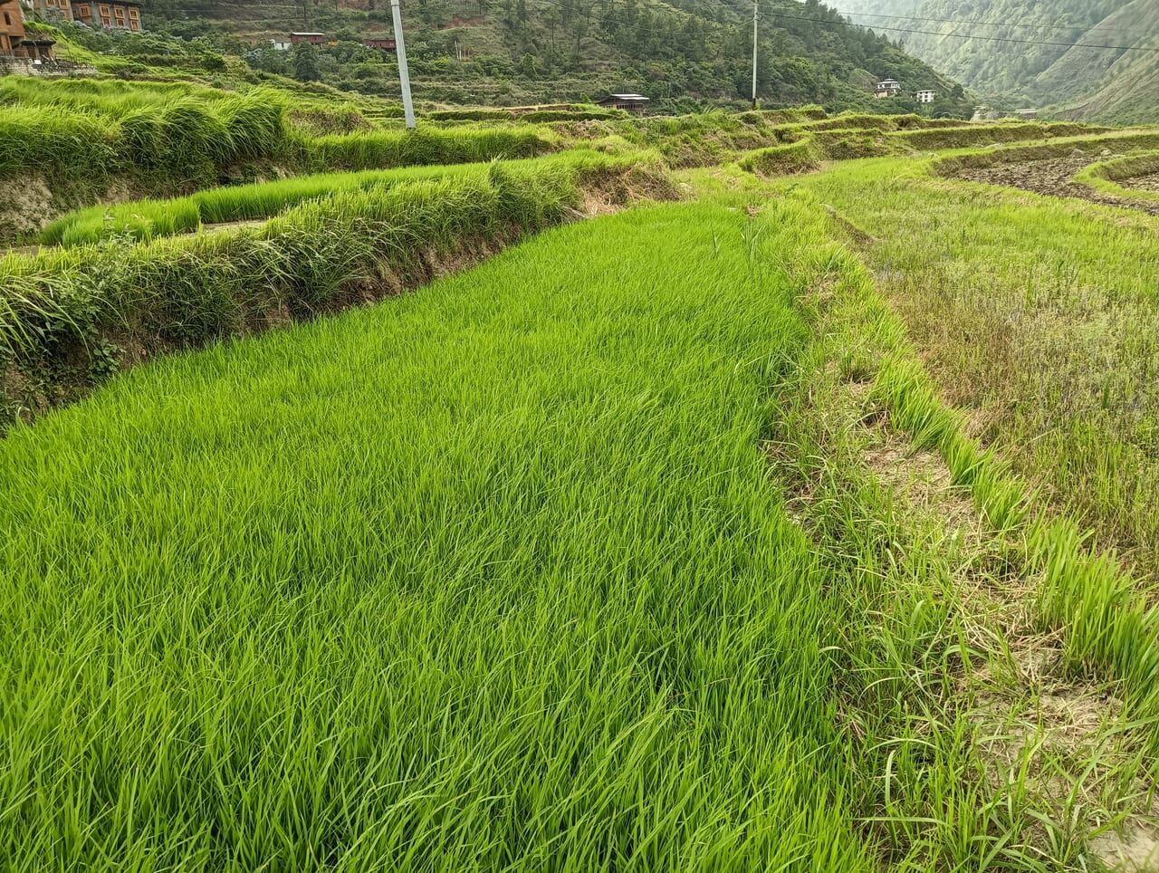 田植が終わった棚田。夏は深緑の棚田の景観を楽しめます。