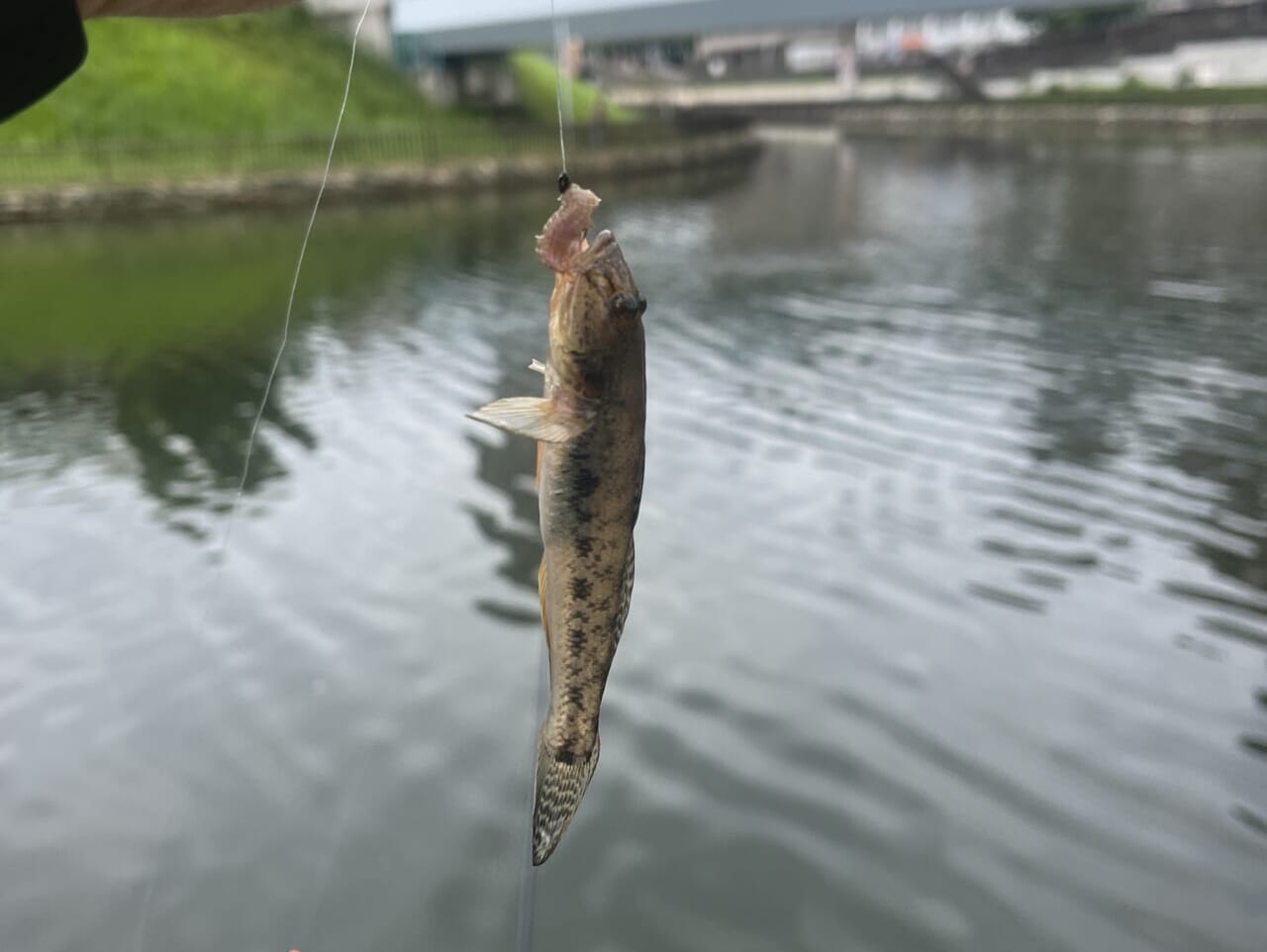 江戸前のハゼ
