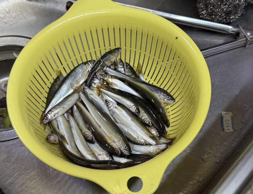 小鮎は、81匹釣れました!!