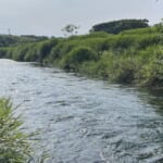 小鮎が釣れる場所